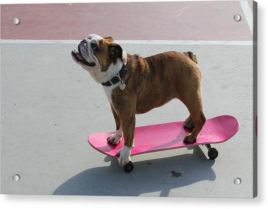 Dog - Acrylic Print