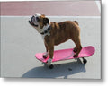 Dog - Metal Print